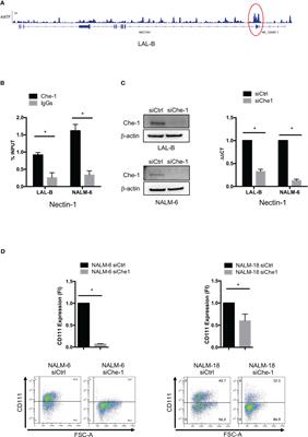 AATF/Che-1 RNA polymerase II binding protein overexpression reduces the anti-tumor NK-cell cytotoxicity through activating receptors modulation